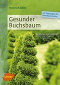 Gesunder Buchsbaum | Heinrich Beltz | 